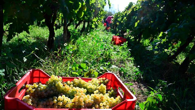 Trgatvi v Ricmanjih in Praprotu