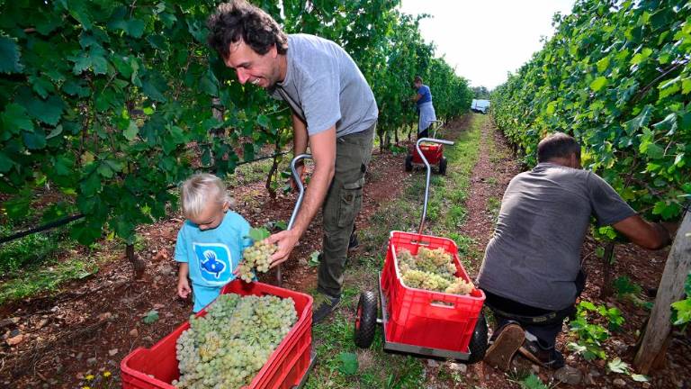 Trgatvi v Ricmanjih in Praprotu