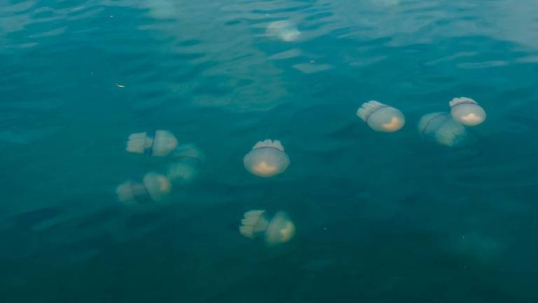 Morski klobuki priplavali v Trst (foto)