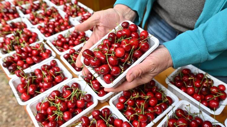 Še danes v Mačkoljah v znamenju češenj