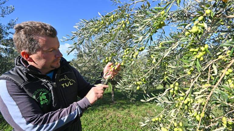 Kljub oljčni muhi so oljke bogato obrodile