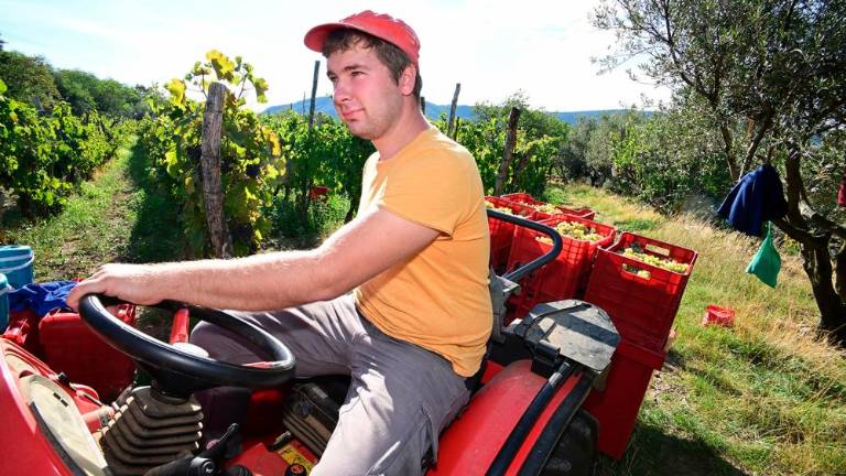 Trgatvi v Ricmanjih in Praprotu