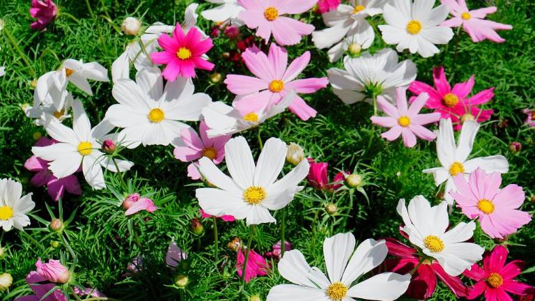 Vrnil se je sejem Trieste in Fiore