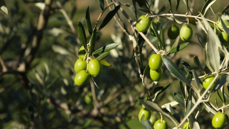 Med oljčnimi odličnjaki tudi štivanska Farma Jakne