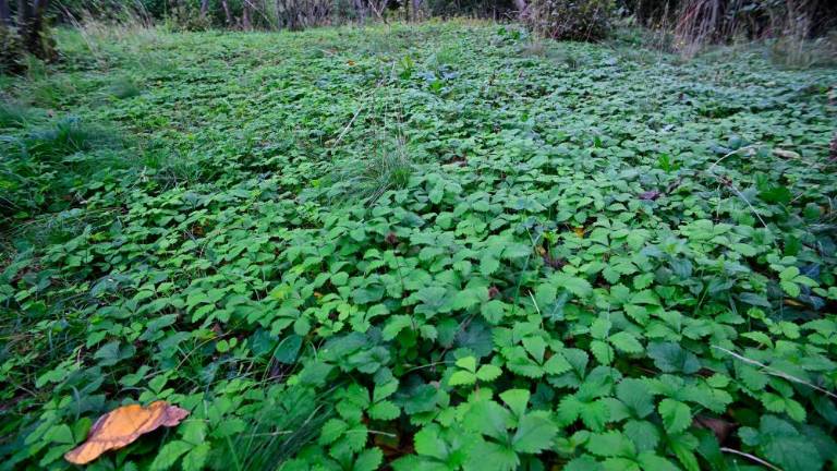 Cvetje, jagode in domači pridelki na trasi predvidene žičnice