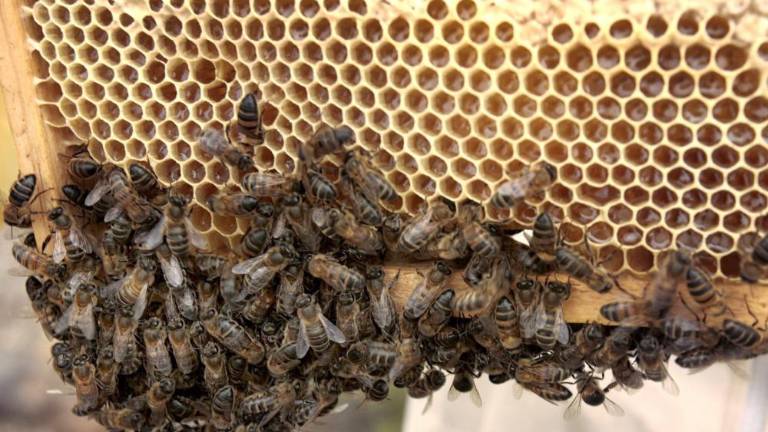 Izdali certifikat za pridelavo Istrskega medu