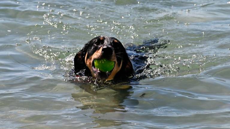 Sesljan in naselje Portopiccolo se pripravljata na novo sezono