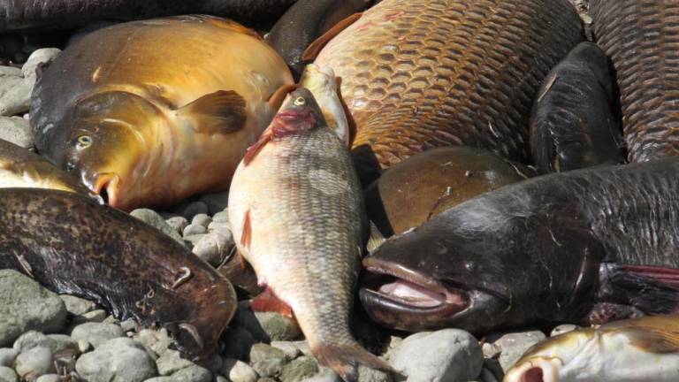 Pogin rib na Soči pod Gradiščem prijavili tožilstvu