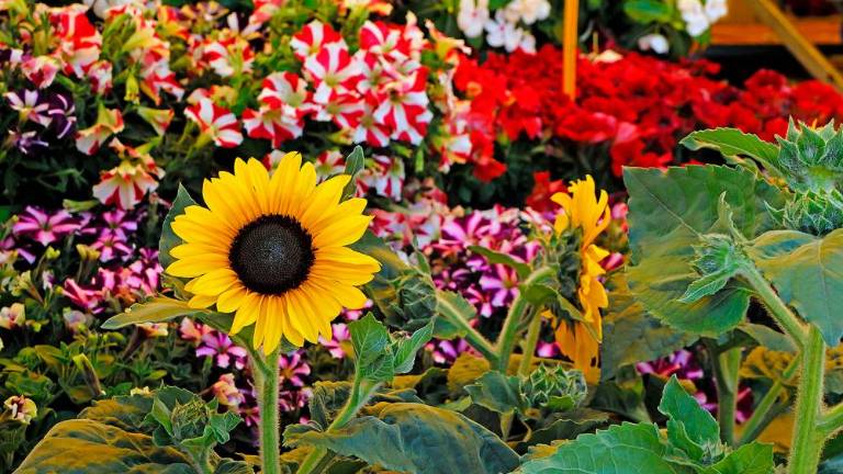 Vrnil se je sejem Trieste in Fiore