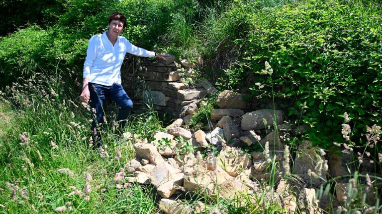 »Divji prašiči so bili od nekdaj prisotni, škoda pa je novost«
