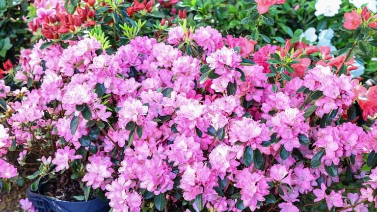 V Svetoivanski park so se vrnile stojnice s cvetjem