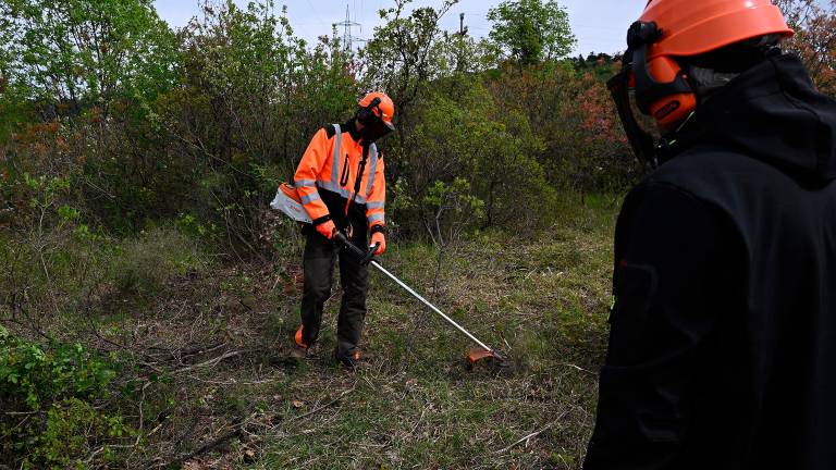 Čiščenje kraške gmajne pri Štivanu