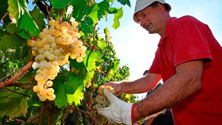 Trgatvi v Ricmanjih in Praprotu