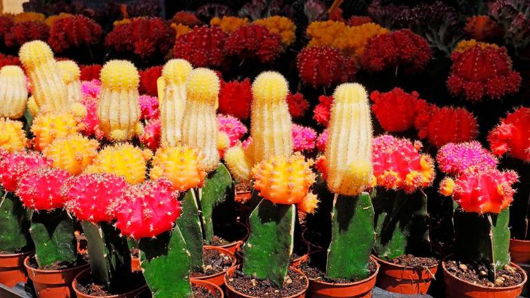 Vrnil se je sejem Trieste in Fiore