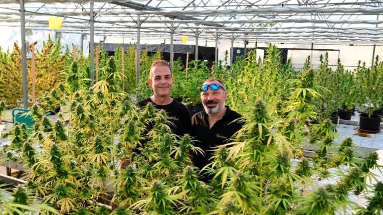 »Konopljo gojimo na Krasu, da se vonj veliko bolje ohrani«