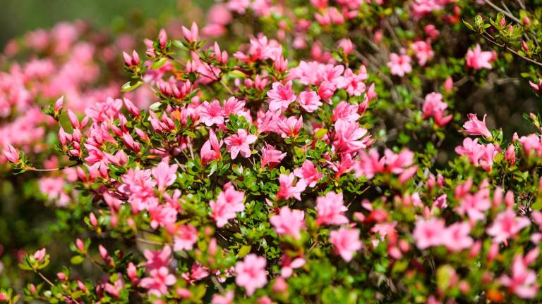 V vrtu Viatori v Gorici vrhunec cvetenja (foto)