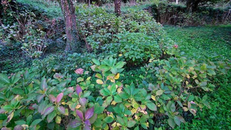 Cvetje, jagode in domači pridelki na trasi predvidene žičnice