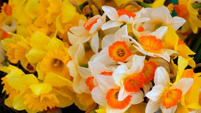 Zadnja barkovljanska »rožnarca« na Trgu sv. Antona