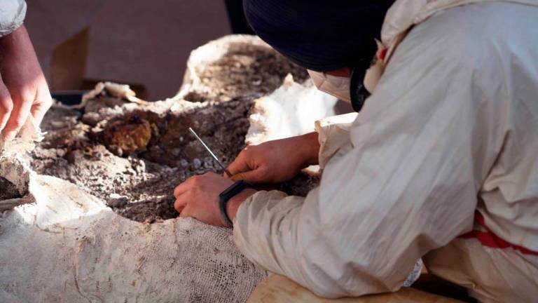 V Trstu bodo restavrirali orjaškega triceratopsa