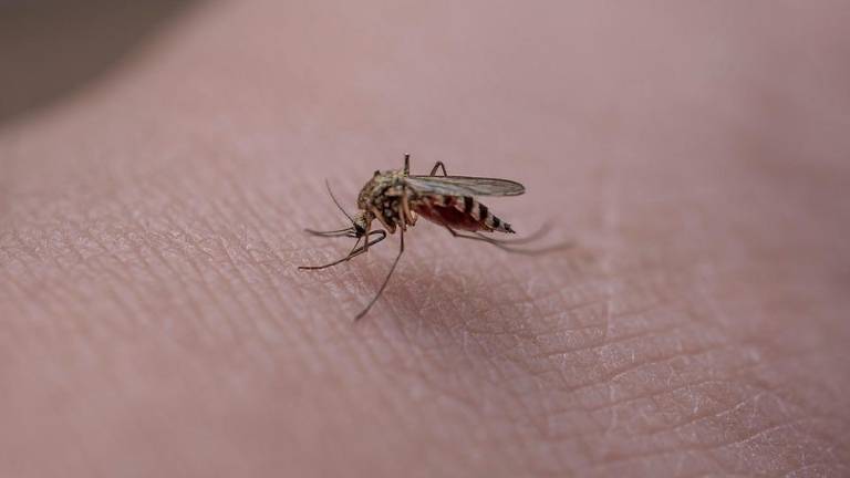 Svetujejo naj se med dezinsekcijo zapre okna in vrata