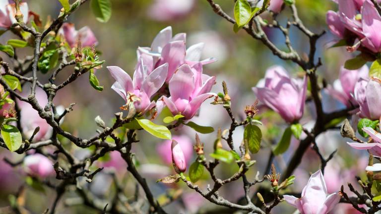 V vrtu Viatori v Gorici vrhunec cvetenja (foto)