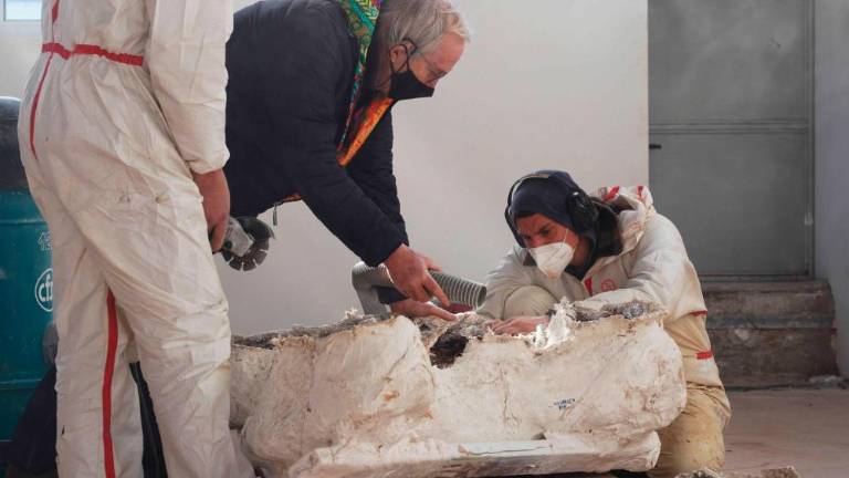 V Trstu bodo restavrirali orjaškega triceratopsa