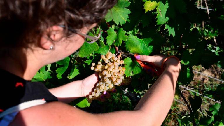 Trgatvi v Ricmanjih in Praprotu