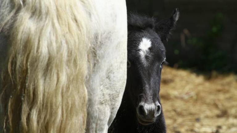 Na otoku Cona se veselijo treh žrebičkov (foto in video)