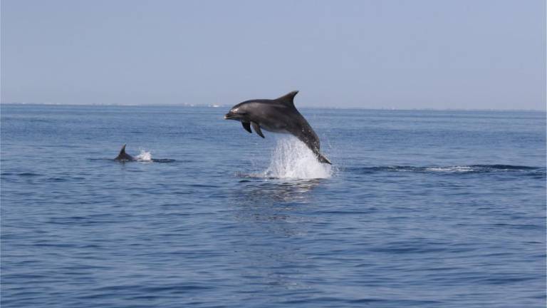 Delfine vedno opazujte z varne razdalje