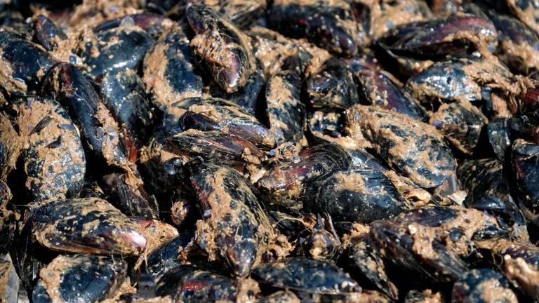 Na morju z gojitelji klapavic