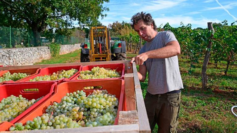 Trgatvi v Ricmanjih in Praprotu