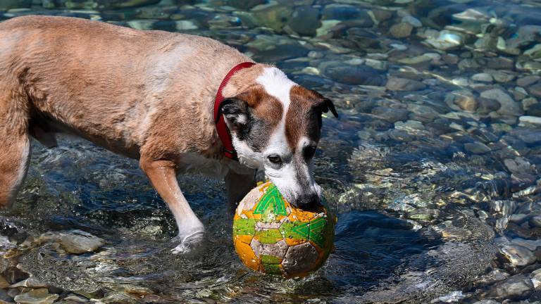 Štirinožni prijatelji imajo svojo plažo