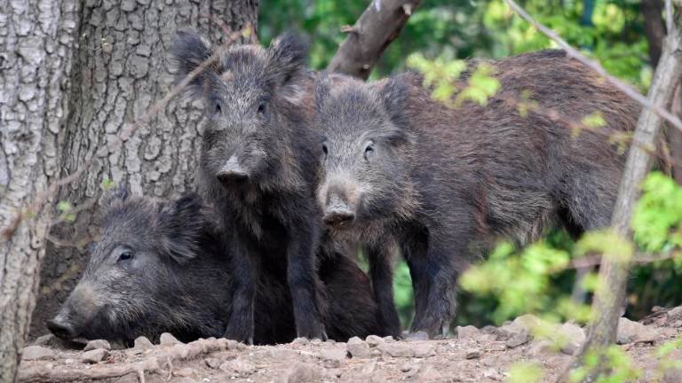 »Lovci naj plenijo divje svinje, še bolje, če so mlade in zrele za parjenje«