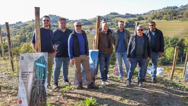 Na Oslavju zasadili skupen vinograd avtohtone rebule