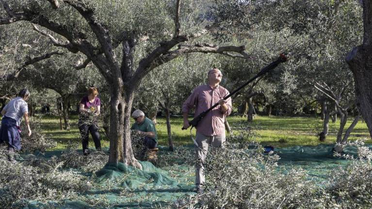 Oljkam prizanesla muha, kakovost pridelka dobra