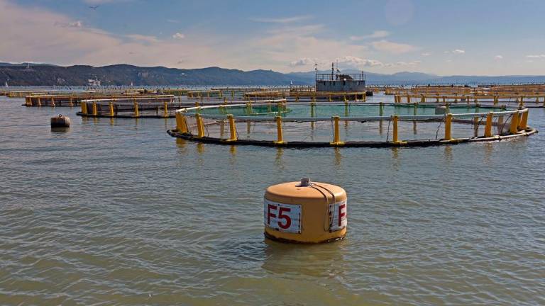 Ob devinski obali gojijo brancine in orade