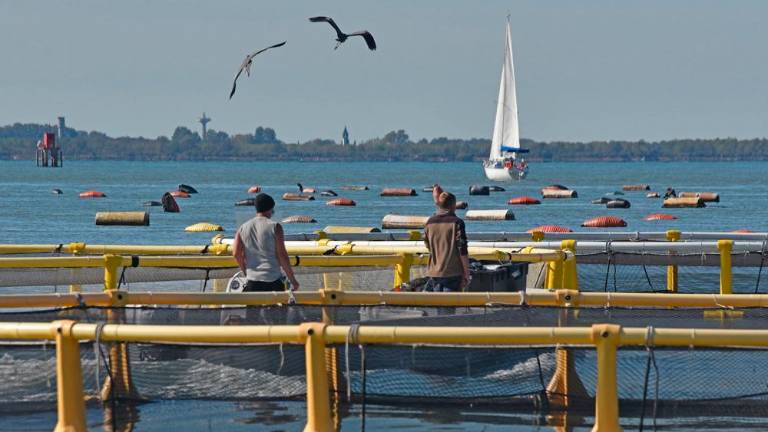 Ob devinski obali gojijo brancine in orade