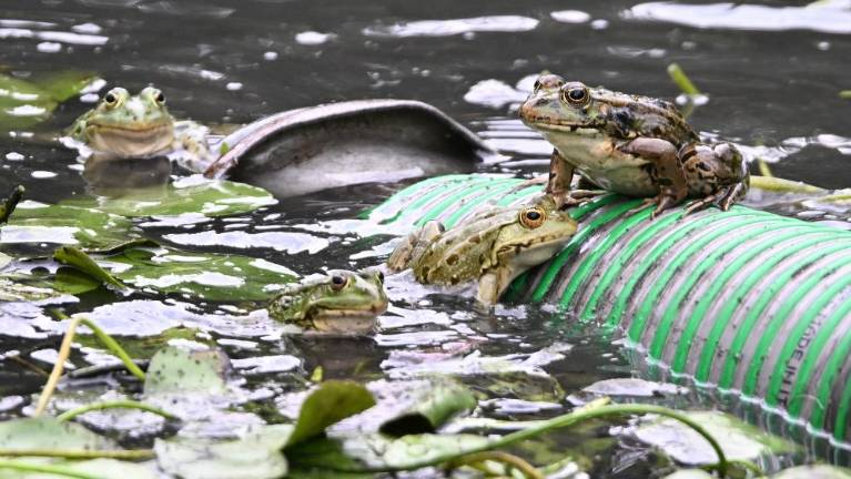 Kontovelska mlaka se je spremenila v manjšo lužo