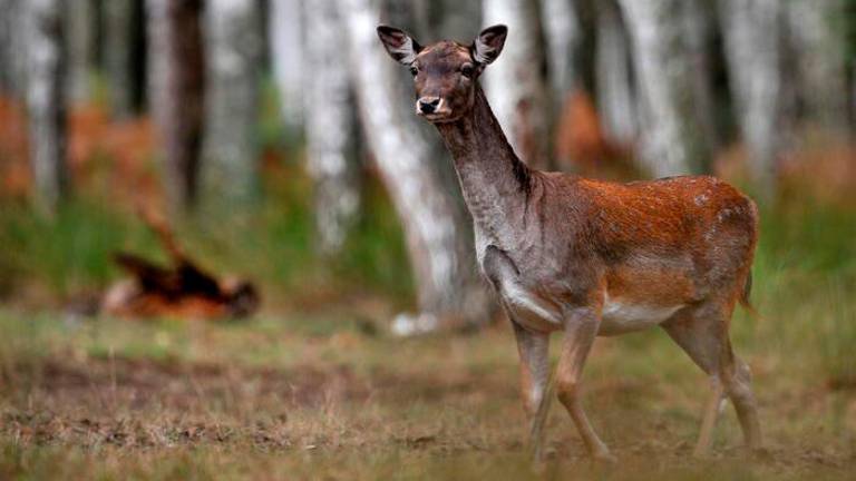Lokalni policisti ob državni cesti 202 prestregli damjaka