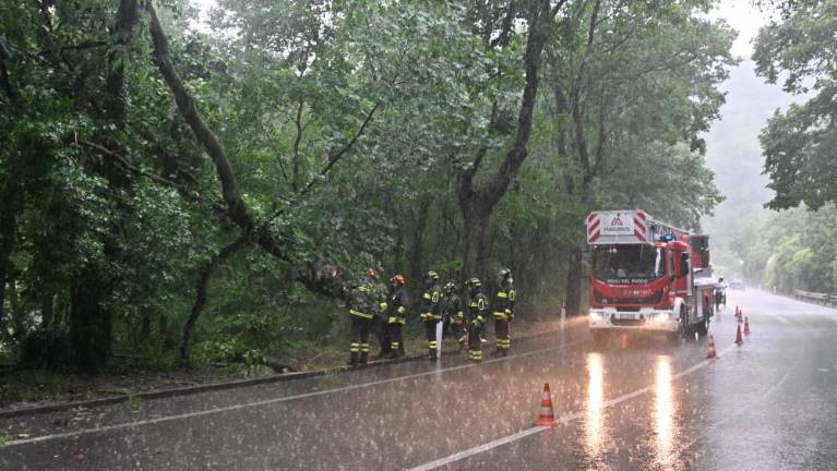 Drevo padlo ob Novi cesti za Opčine