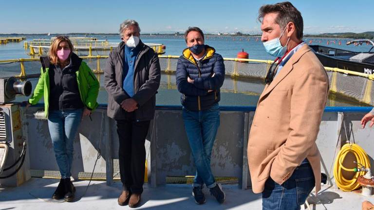 Ob devinski obali gojijo brancine in orade