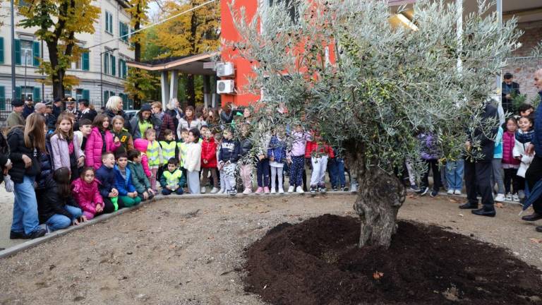 Z zasaditvijo oljke miru uradno pričeli festival