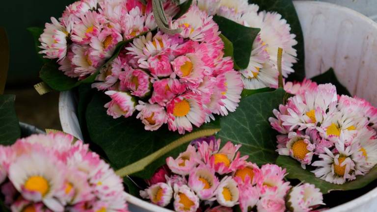 Zadnja barkovljanska »rožnarca« na Trgu sv. Antona