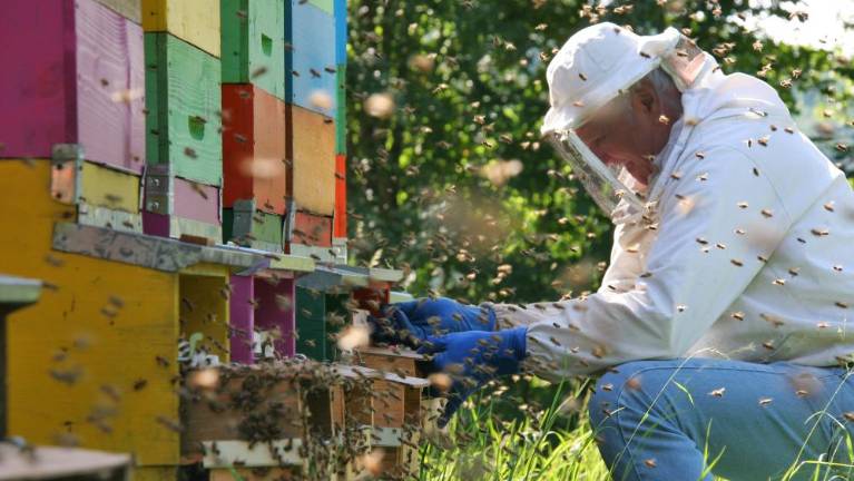 Okus domačega Krasa na državnem tekmovanju