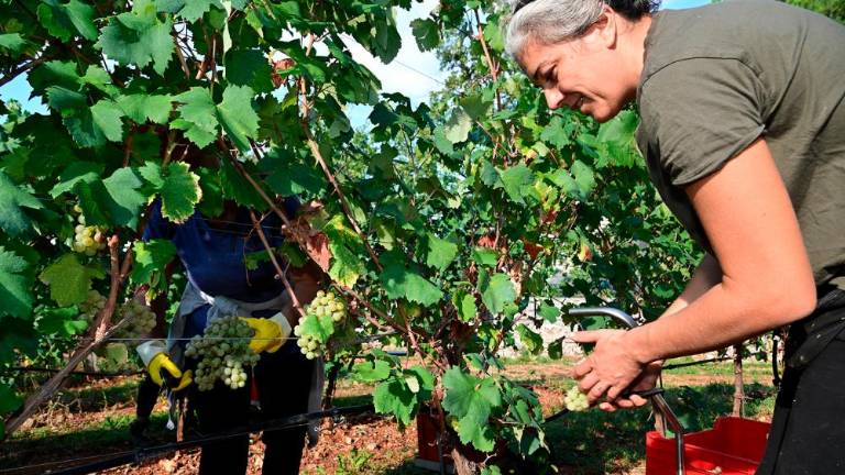 Trgatvi v Ricmanjih in Praprotu