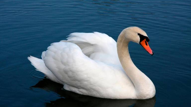 V Sloveniji primer ptičje gripe