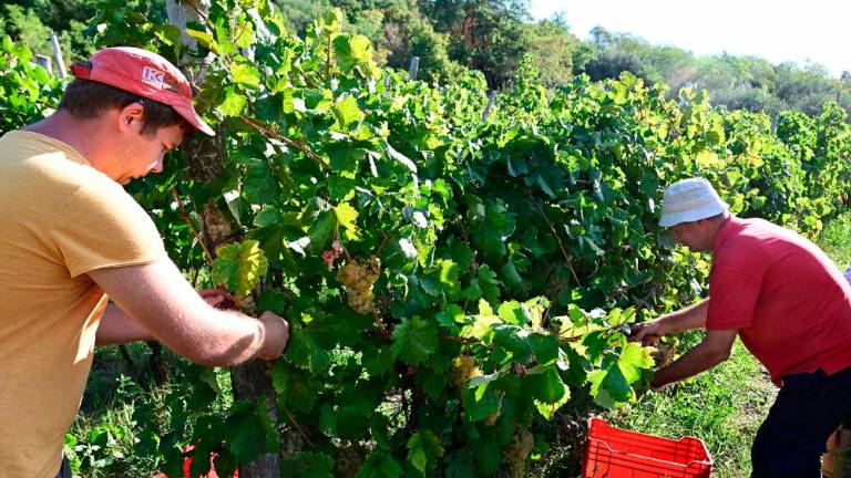 Trgatvi v Ricmanjih in Praprotu