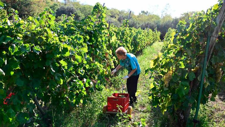 Trgatvi v Ricmanjih in Praprotu