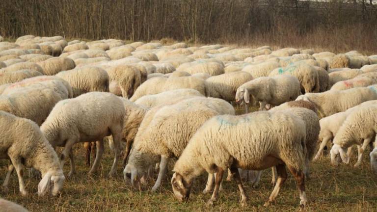 Maremski ovčarji vsako noč odganjajo šakale