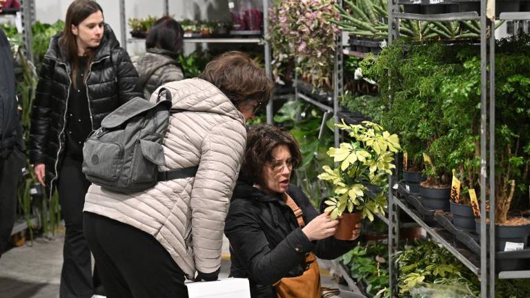 Vsako mesto, ki ga obiščejo, spremenijo v džunglo